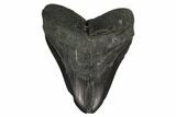 Bargain, Fossil Megalodon Tooth - South Carolina #145274-1